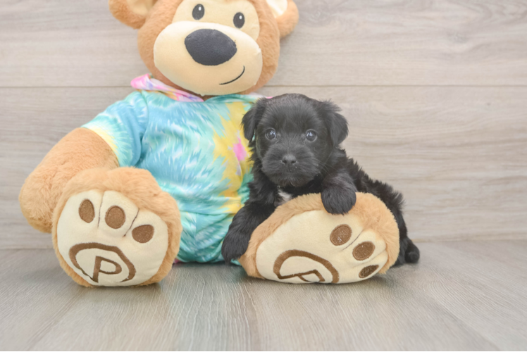 Energetic Yorkipoo Poodle Mix Puppy