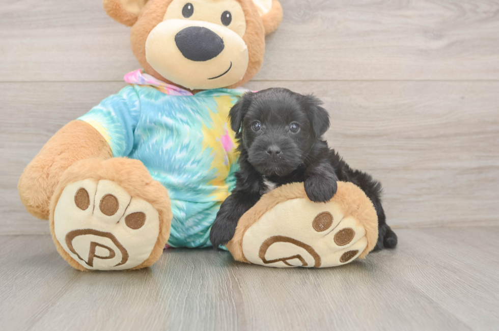 5 week old Yorkie Poo Puppy For Sale - Premier Pups