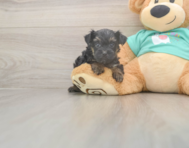 6 week old Yorkie Poo Puppy For Sale - Premier Pups
