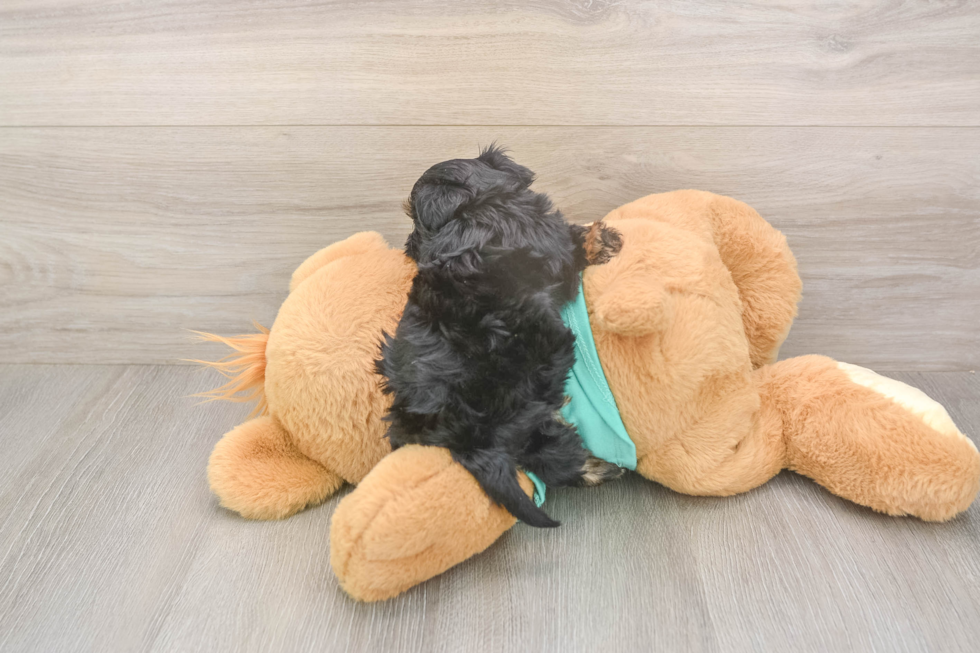 Meet Gregory - our Yorkie Poo Puppy Photo  3/3 - Premier Pups Cute Yorkie Poo Baby