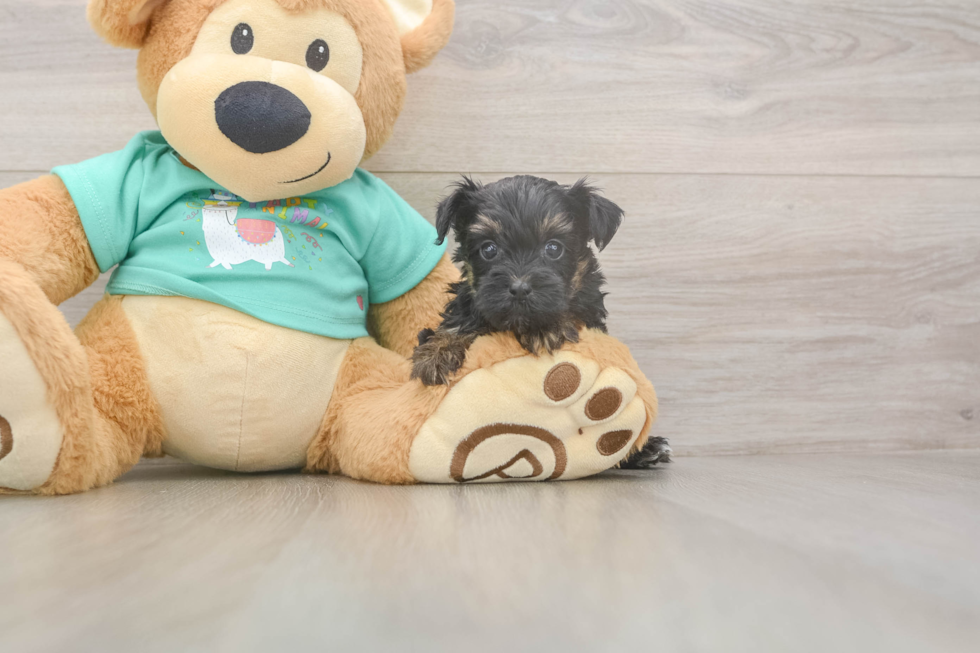 Meet Gregory - our Yorkie Poo Puppy Photo  2/3 - Premier Pups Fluffy Yorkie Poo Poodle Mix Pup