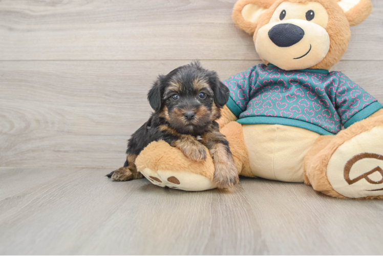 Yorkie Poo Puppy for Adoption