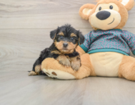 8 week old Yorkie Poo Puppy For Sale - Premier Pups
