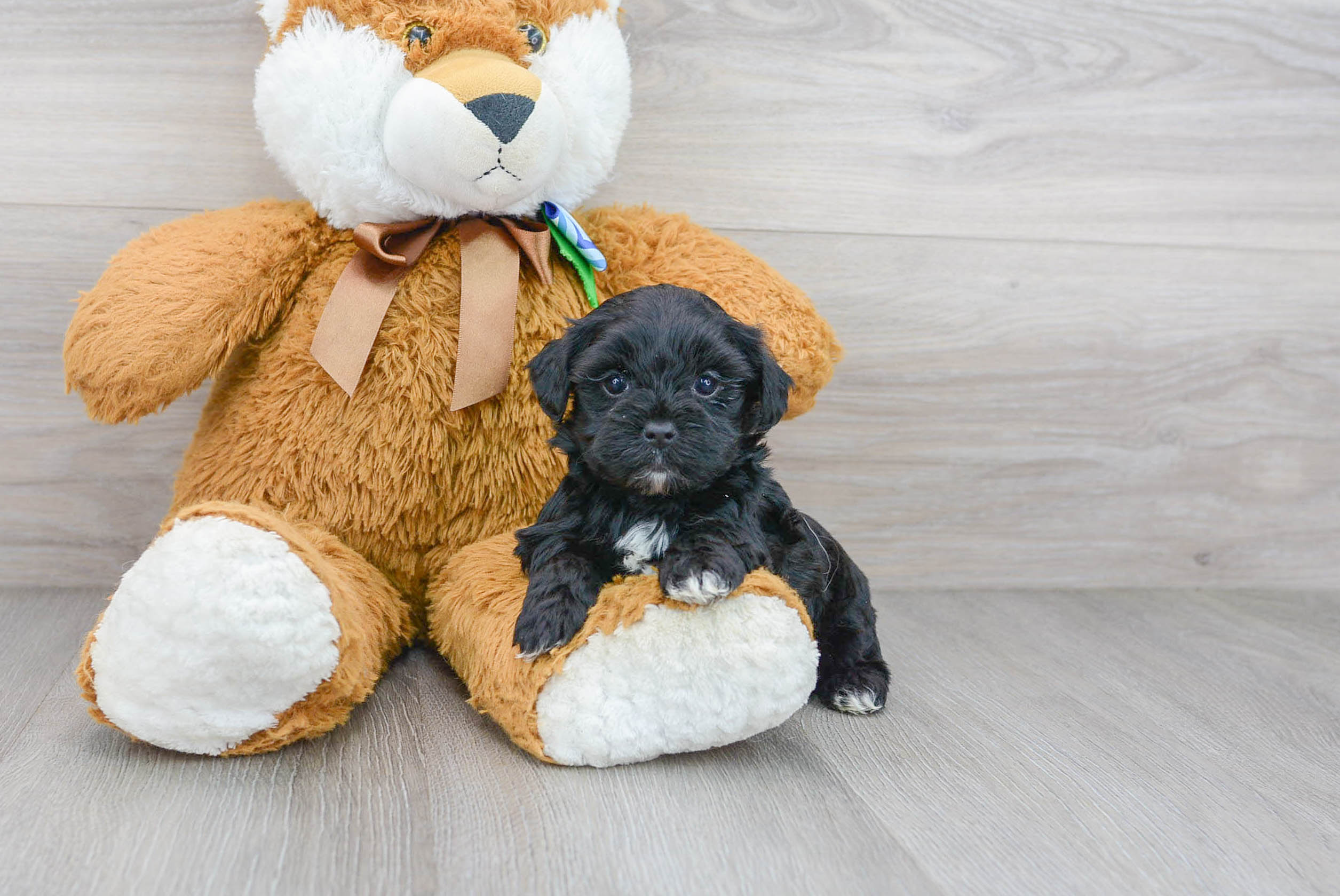 Best Yorkie Poo Baby