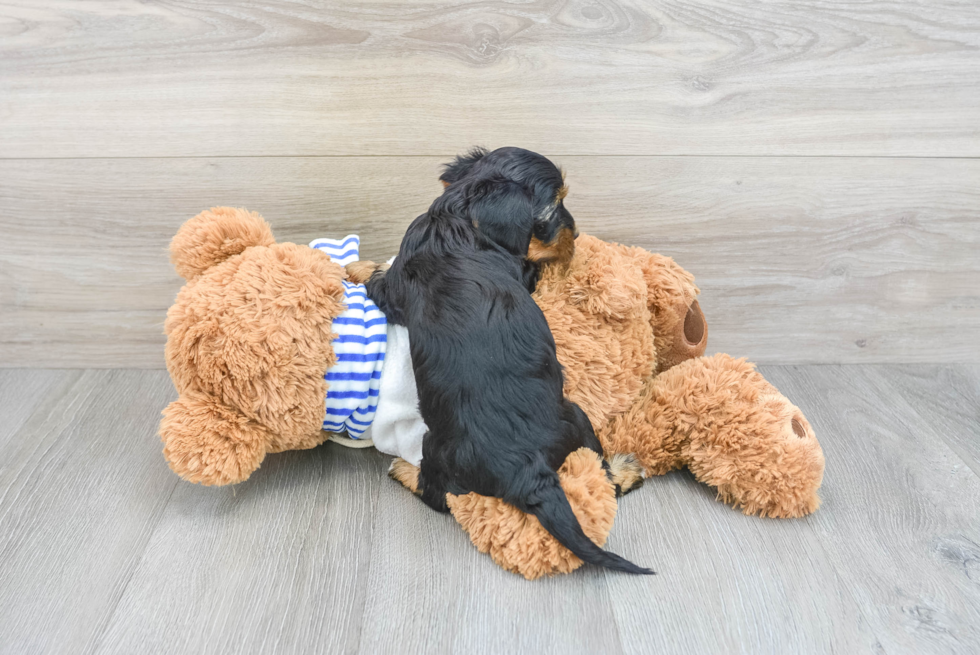 Energetic Yorkie Doodle Poodle Mix Puppy