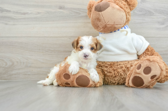 Yorkie Poo Pup Being Cute