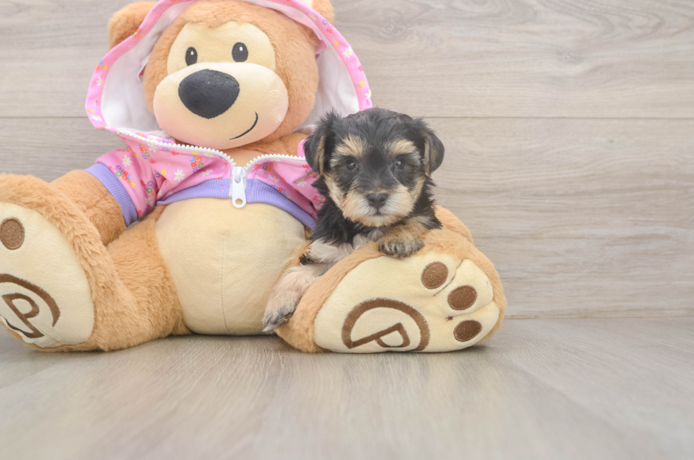 5 week old Yorkie Poo Puppy For Sale - Premier Pups