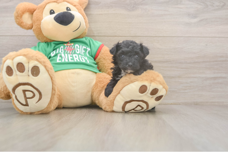 Best Yorkie Poo Baby