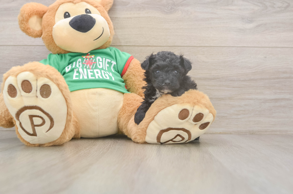 5 week old Yorkie Poo Puppy For Sale - Premier Pups