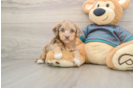 Yorkie Poo Puppy for Adoption