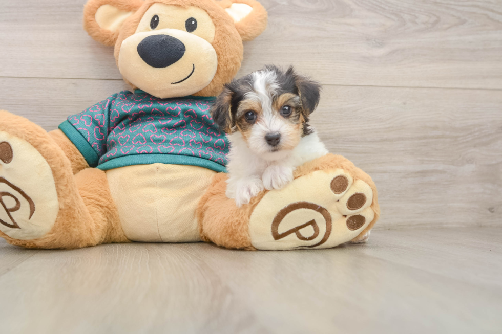 Fluffy Yorkie Poo Poodle Mix Pup