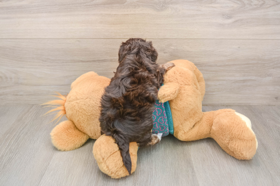 Yorkie Poo Pup Being Cute