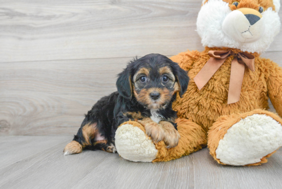 Small Yorkie Poo Baby