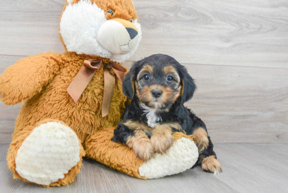 Yorkie Poo Puppy for Adoption