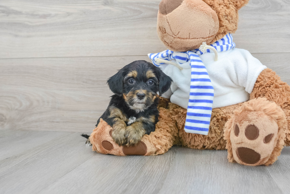 Petite Yorkie Poo Poodle Mix Pup