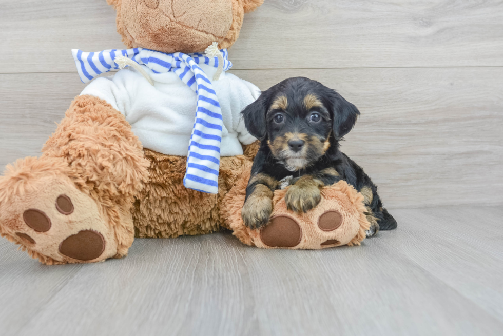 Yorkie Poo Pup Being Cute