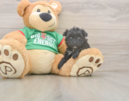 8 week old Yorkie Poo Puppy For Sale - Premier Pups