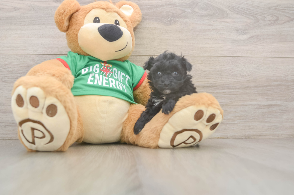 5 week old Yorkie Poo Puppy For Sale - Premier Pups