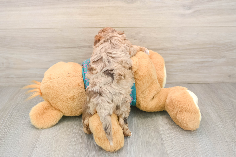 Yorkie Poo Puppy for Adoption