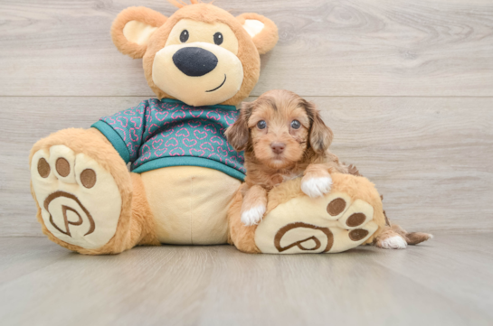 Yorkie Poo Puppy for Adoption