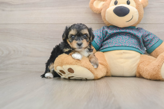 Happy Yorkie Poo Baby