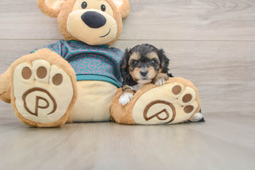 Yorkie Poo Pup Being Cute