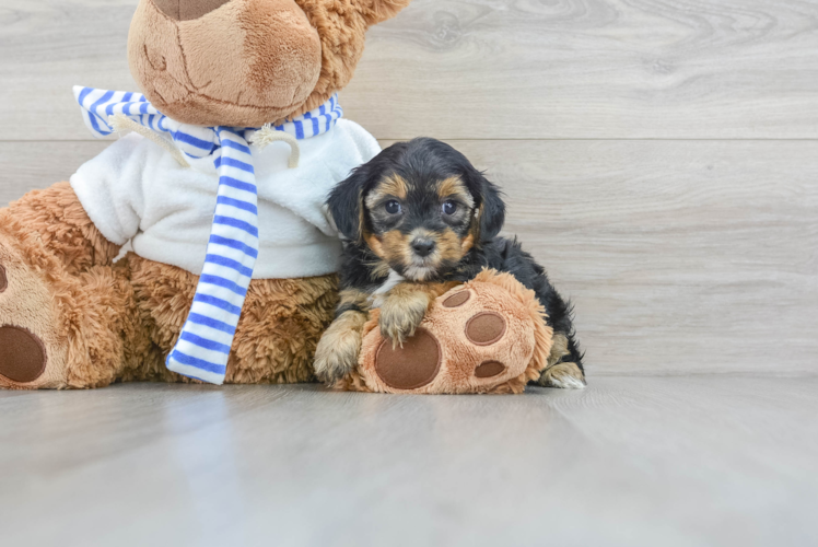 Yorkie Poo Puppy for Adoption