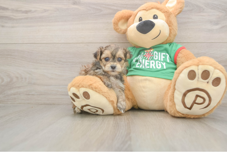 Best Yorkie Poo Baby