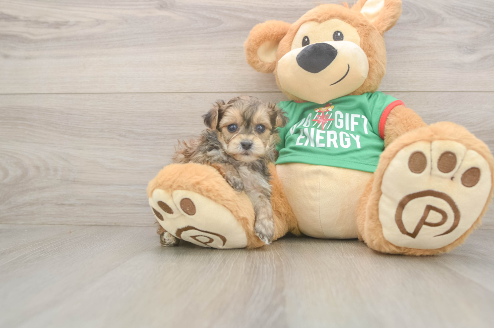 5 week old Yorkie Poo Puppy For Sale - Premier Pups