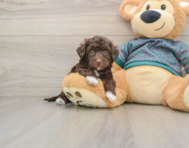 7 week old Yorkie Poo Puppy For Sale - Premier Pups