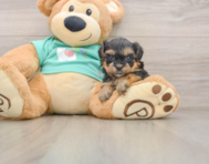 6 week old Yorkie Poo Puppy For Sale - Premier Pups