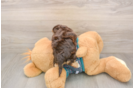 Sweet Yorkie Poo Baby