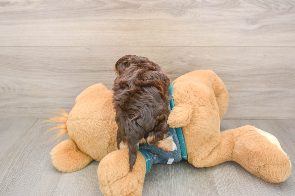 Sweet Yorkie Poo Baby