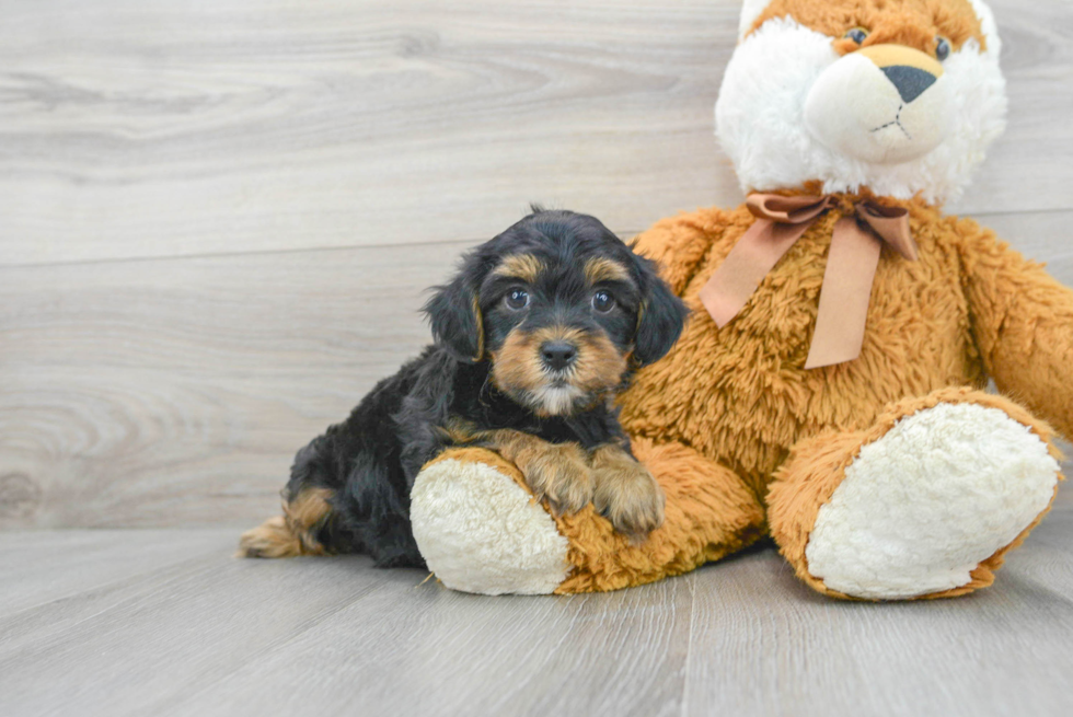 Smart Yorkie Poo Poodle Mix Pup