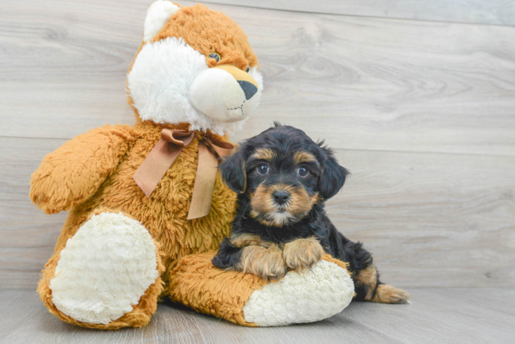 Friendly Yorkie Poo Baby