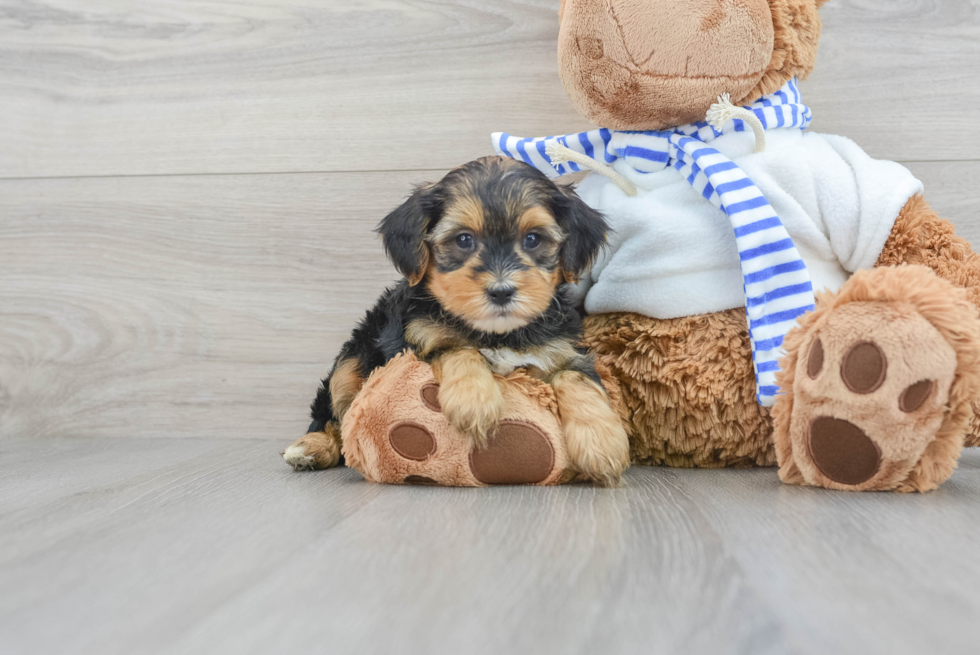 Yorkie Poo Pup Being Cute