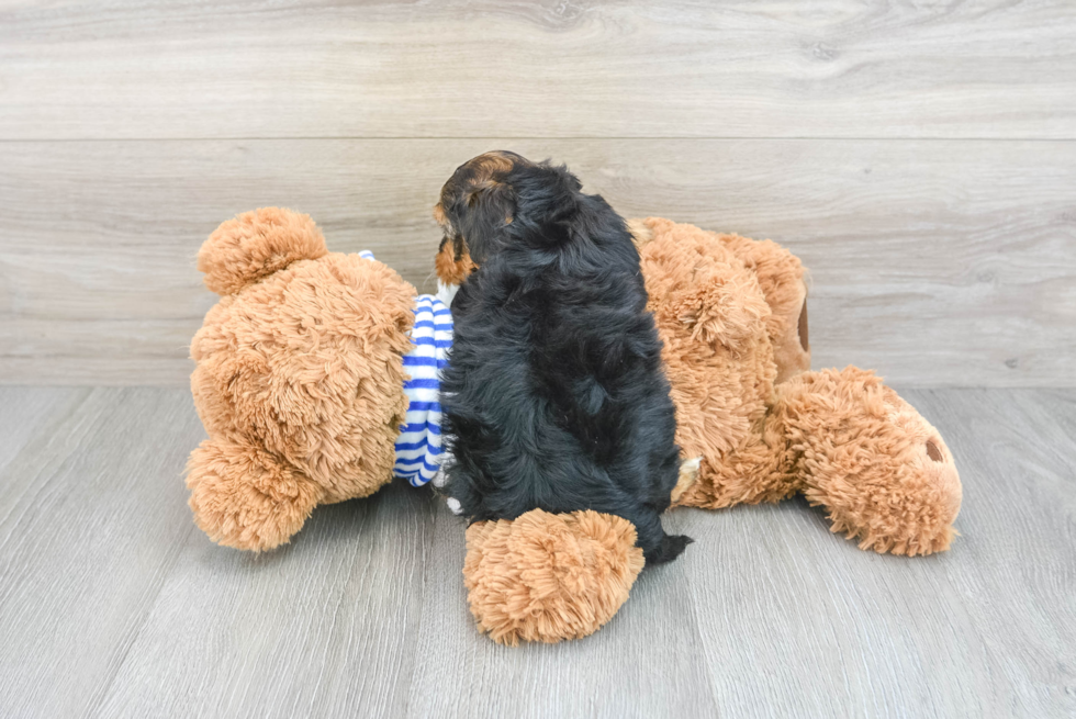 Petite Yorkie Poo Poodle Mix Pup