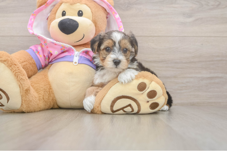 Smart Yorkie Poo Poodle Mix Pup