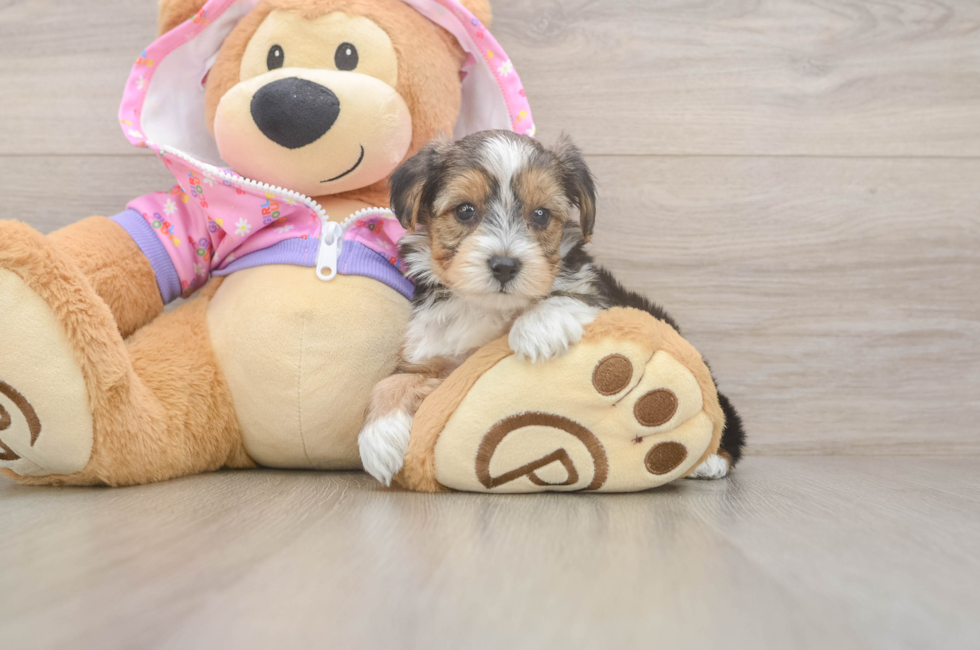 5 week old Yorkie Poo Puppy For Sale - Premier Pups