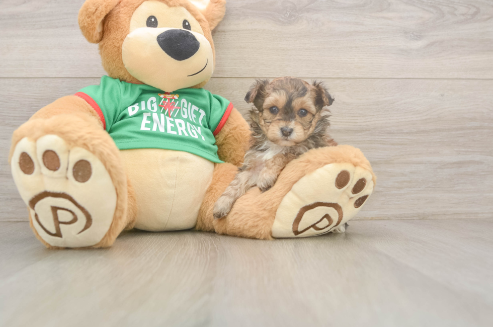 5 week old Yorkie Poo Puppy For Sale - Premier Pups