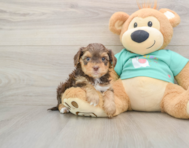 9 week old Yorkie Poo Puppy For Sale - Premier Pups