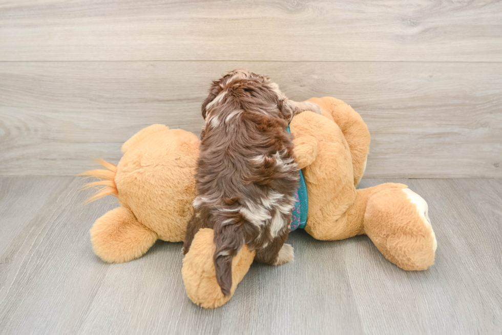 Yorkie Poo Pup Being Cute