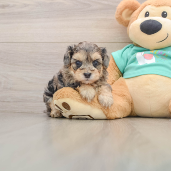 Happy Yorkie Poo Baby