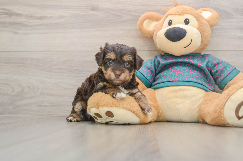 Sweet Yorkie Poo Baby