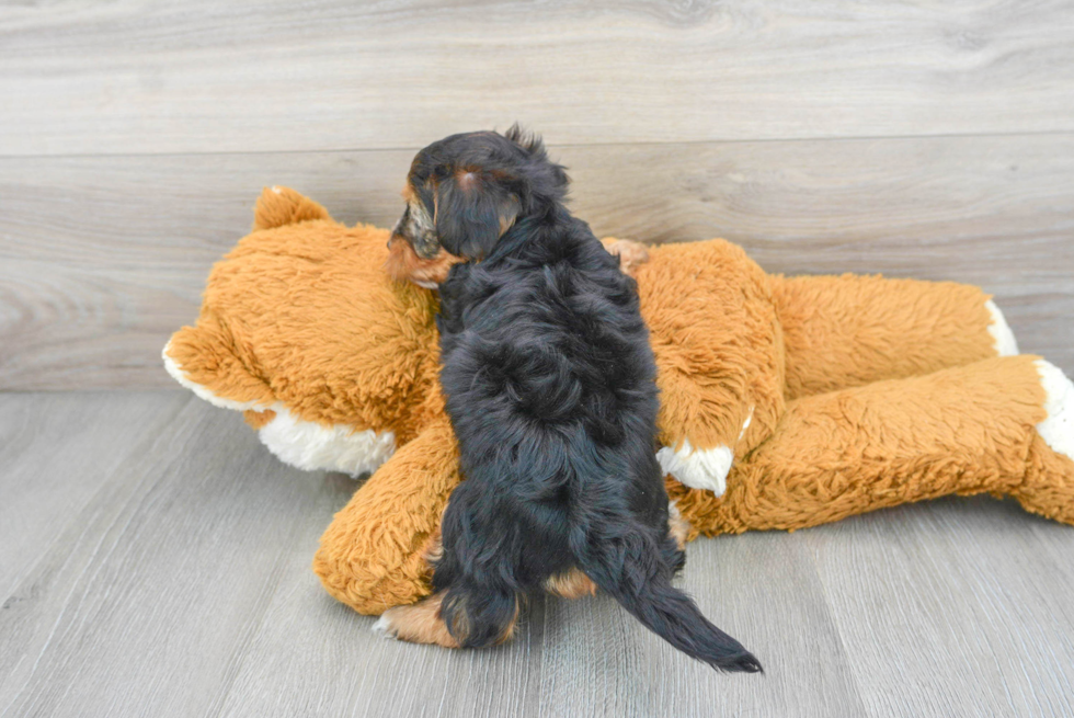 Yorkie Poo Pup Being Cute