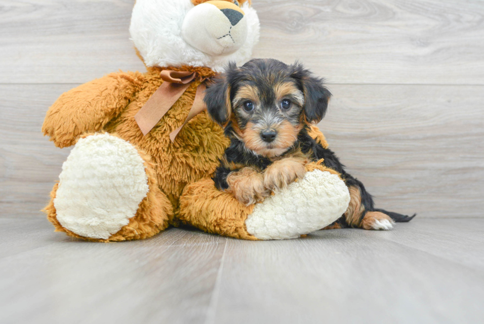 Cute Yorkie Poo Baby