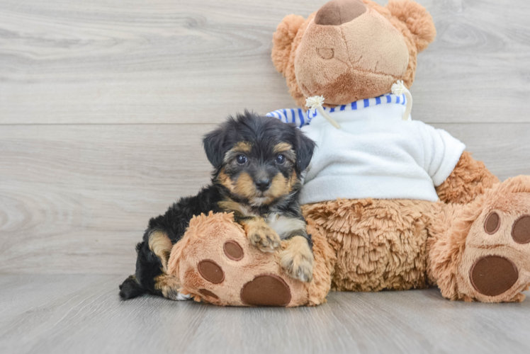 Yorkie Poo Puppy for Adoption