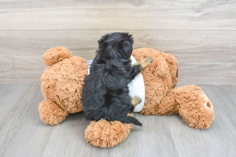 Yorkie Poo Pup Being Cute