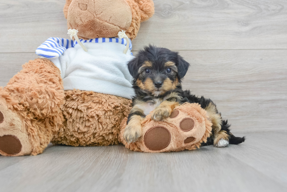 Yorkie Poo Puppy for Adoption