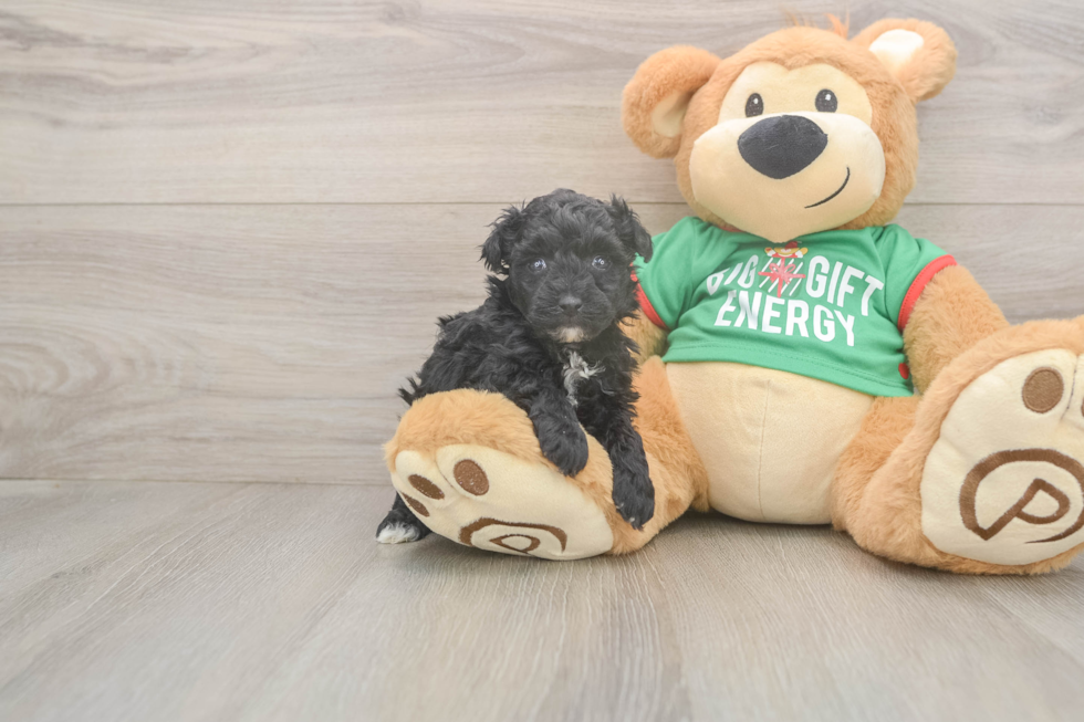 Petite Yorkie Poo Poodle Mix Pup